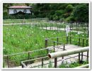 大安禅寺菖蒲園