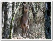 霧島の鹿