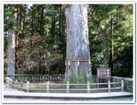 霧島神宮御神木